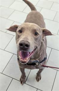 Edwin the Weimaraner/Mix at St. Hubert's Animal Welfare Center