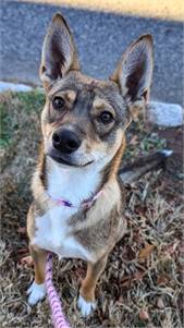 Shadow the Shepherd/Mix at St. Hubert's Animal Welfare Center