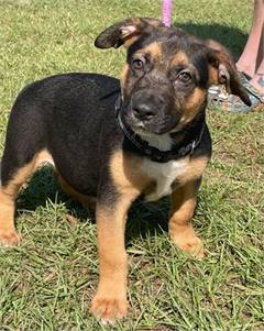 Unity the Shepherd/Mix at St. Hubert's Animal Welfare Center