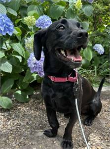 Molly the Boykin Spaniel at Animal Life Savers Inc.