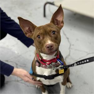 Honeymaren the Dachshund Mix at Hearts & Bones Rescue