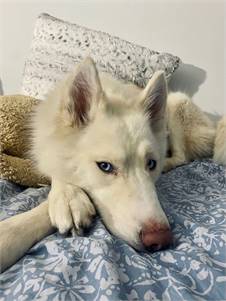 Anne the Husky Mix at Linus & Friends