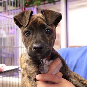 Noodle the Mixed Breed at North Shore Animal League