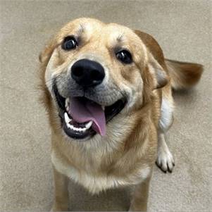 Golden Retriever Mix at Eleventh Hour Rescue