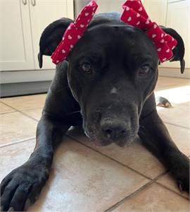 Chyna the American Pit Bull Terrier Mix at Rescue Haven Foundation