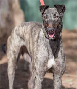 Heidi the Greyhound at Greyhound Friends of New Jersey