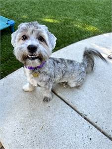 Punchie the Havanese at 4 Paws Dog Rescue of NJ