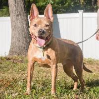 Stitch the Pit Bull Mix at A Pathway to Hope