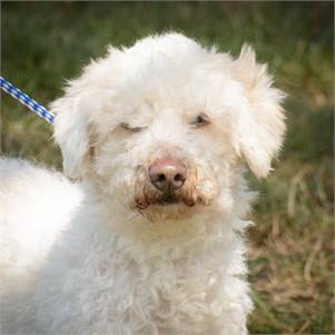 Snowy the Poodle Mix at Animal Alliance of NJ