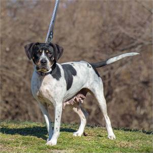 Blanche the Pointer & Hound Mix at Animal Alliance of NJ