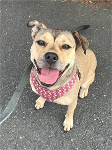 Asia the Hound Mix at Animal Alliance of NJ