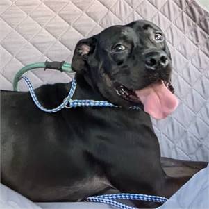 Deidre the Black Labrador Retriever & Hound Mix at Animal Alliance of NJ