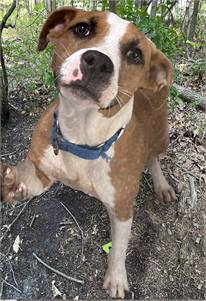 Gator the Terrier Mix at Animal Welfare Association of New Jersey