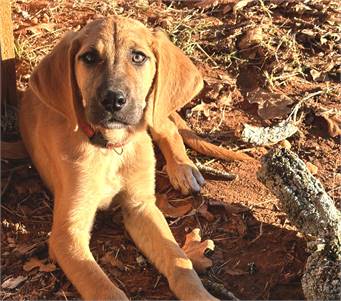 Hoka the Bloodhound & Anatolian Shepherd Mix at A Second Chance for Ziva