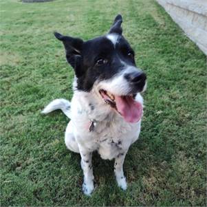 Rosie the Australian Cattle Dog / Blue Heeler & Collie Mix at A Second Chance for Ziv