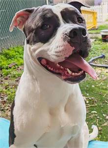 Thomas the Pit Bull Terrier Mix at AHS-Tinton Falls