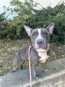 Libra the Pit Bull Terrier Mix at Associated Humane Societies-Newark