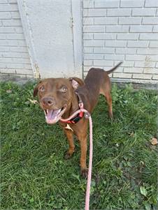 Slick the Pit Bull Terrier Mix at Associated Humane Societies - Newark