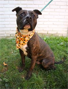 Ace the Pit Bull Terrier Mix at Associated Humane Societies - Newark