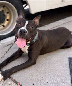 Bobby the Pit Bull Terrier Mix at Associated Humane Societies - Newark