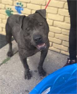 Trey the Pit Bull Terrier Mix at Associated Humane Societies - Newark