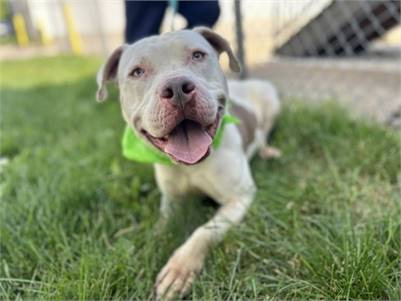 Frank Sinatra the Pit Bull Terrier Mix at Associated Humane Societies - Newark