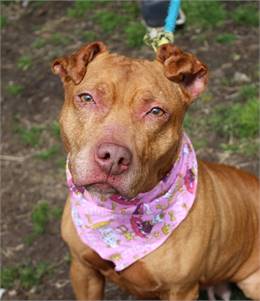 Peaches the Pit Bull Terrier Mix at Associated Humane Societies - Newark