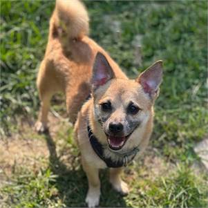 Maximus the Chihuahua & Pomeranian Mix at Best Friend Dog and Animal Adoption, Inc.