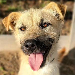 Cowboy the Terrier Mix at Big Dog Rescue Project