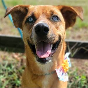 Blue the Mixed Breed at Big Dog Rescue Project