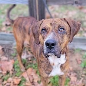 Red the Boxer Mix at Big Dog Rescue Project