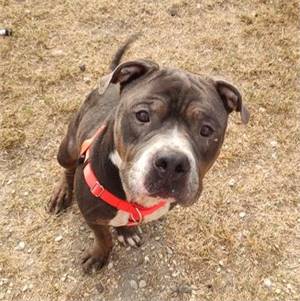 Godzilla the Terrier at Cape May County Animal Shelter and Adoption Center