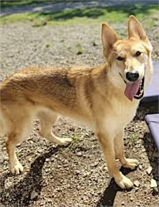 Snuggles the German Shepherd Dog Mix at Friends With Four Paws