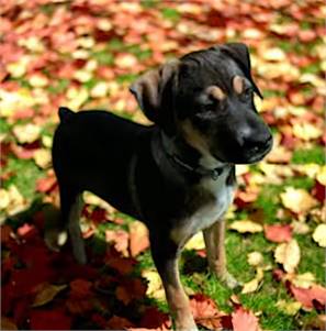 Phillip the Australian Cattle Dog/Dalmatian at FurryTail Endings Canine Rescue