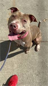 Latte the American Staffordshire Terrier at Heart and Soul Dog Rescue, Inc