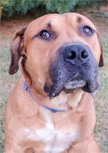 Gunner the Mixed Breed at Homeward Bound