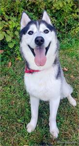 Leo the Siberian Husky/Mix at Homeward Bound