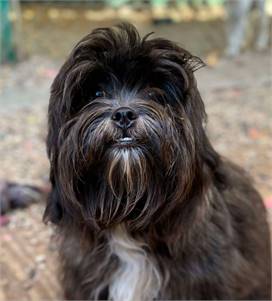 Sophie the Female Shih Tzu / Pomeranian / Mixed at Husky House