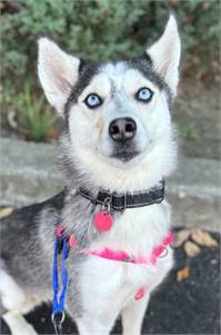 Rizzo the Siberian Husky at Husky House