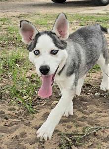 Sky the Siberian Husky at Husky House