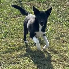 Yoyo the Australian Cattle Dog / Blue Heeler & Shepherd Mix at JKRC Rescue