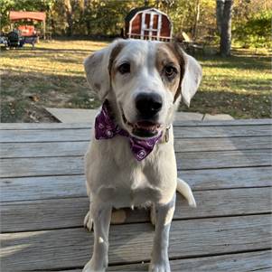 Jayce the English Pointer & American Foxhound Mix at JKRC Rescue