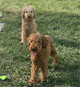 Bert and Ernie the Miniature Poodle Brothers at Lonely Paws