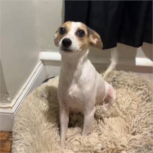 Jasmine the Jack Russell Terrier & Beagle Mix at Lost Paws Animal Rescue