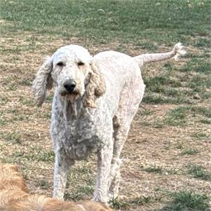 Daddy the Standard Poodle at Lost Paws Animal Rescue