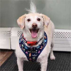 Spike the Poodle & Dachshund Mix at Lost Paws Animal Rescue