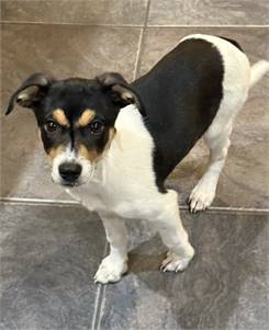 Pip the Jack Russell Terrier Mix at Luv Furever Animal Rescue