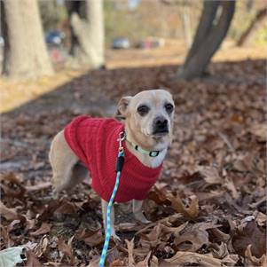 Finch the Chihuahua Mix at MatchDog Rescue