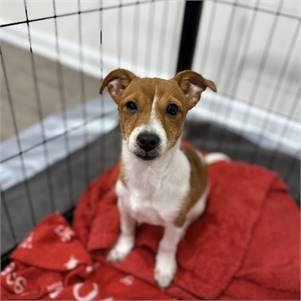 Romeo the Terrier at MatchDog Rescue