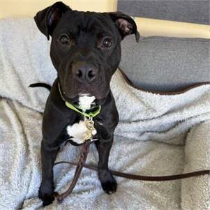 Pleakley the Pit Mix at Monmouth County SPCA